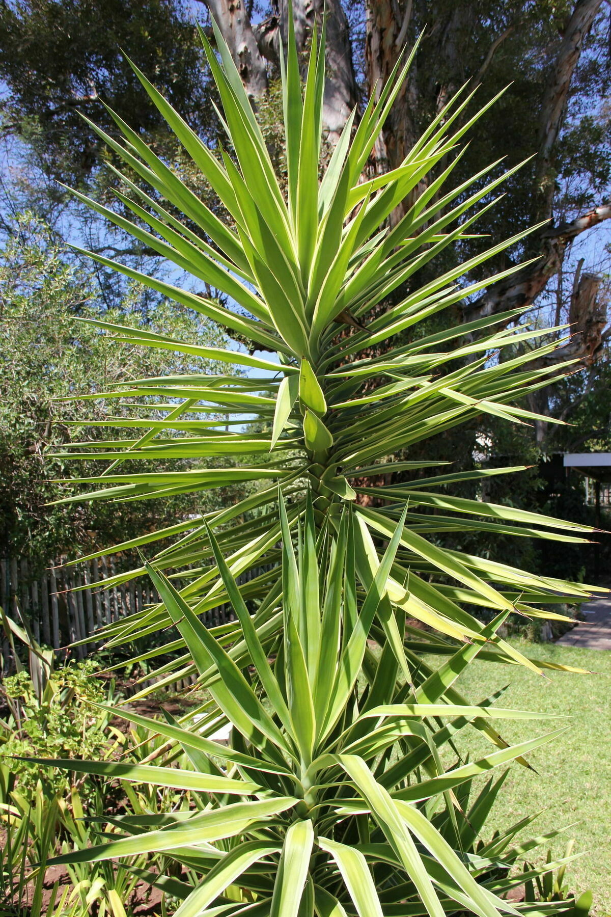 Gumtree Guest House Oudtshoorn Exterior foto